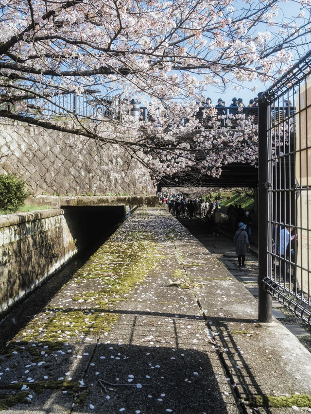 Kyoto is about to look like this...