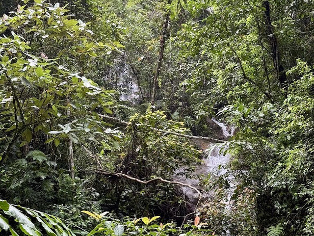 🌿 Where the Forest Whispers Just Loud Enough🍃🧘‍♂️