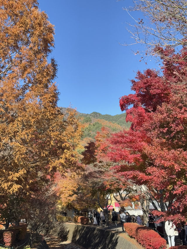Fuji in autumn คือที่สุดดดด 🍁🗻