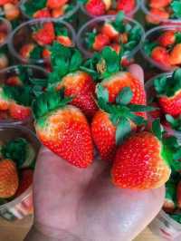 “Sweet Escapes: A Day at Mesilau Strawberry Farm”