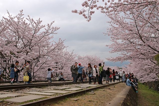 🚂🌸 Keage Incline: Kyoto’s Most Instagram-Worthy Abandoned Railway! 🌸🚂