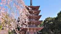 🌸 Blossoms & Buddha: My Magical Day at Daigo-ji Temple 🌸