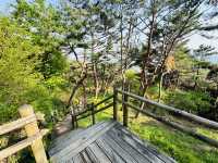 Namsan Vibes: Hike, Snap, Explore!