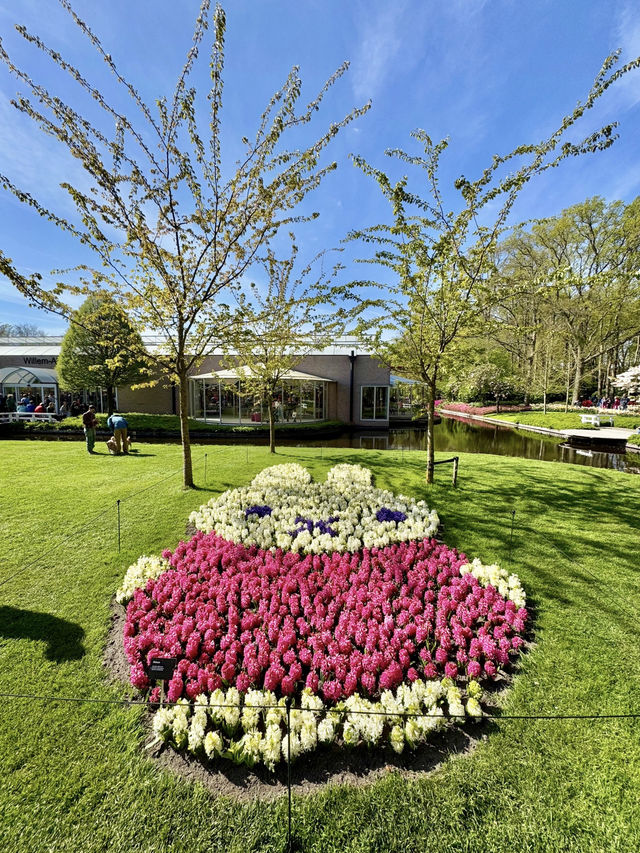 【オランダ】世界最大級のフラワーパーク🌷【キューケンホフ公園】