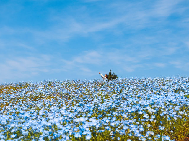 長崎 松本つつじ園｜春だけの絶景、ここにあり！
