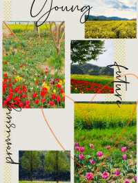 Changnyeong Nakdonggang Canola and tulip Flower festival 