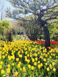 Tulip Blooms at Haneulbit Arboretum