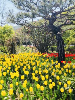 Tulip Blooms at Haneulbit Arboretum