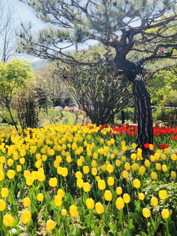 Tulip Blooms at Haneulbit Arboretum