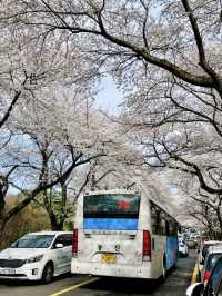 Jeju Island Right Now? Absolutely STUNNING — Like a Scene from a Dream!