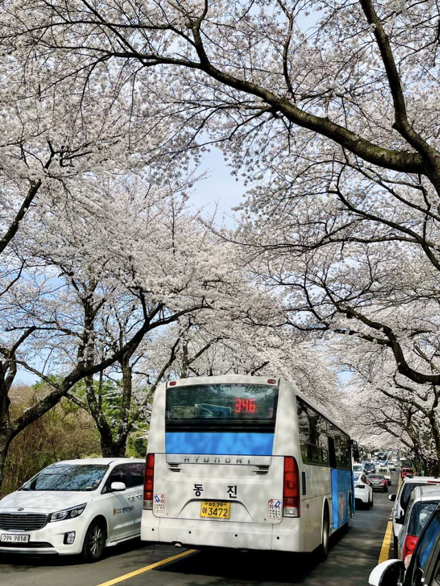 Jeju Island Right Now? Absolutely STUNNING — Like a Scene from a Dream!