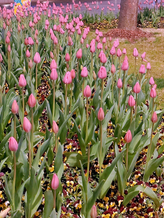 Spring Strolls & Tulip Dreams: A Chill Afternoon on Wu Kang Lu, Shanghai 🌷
