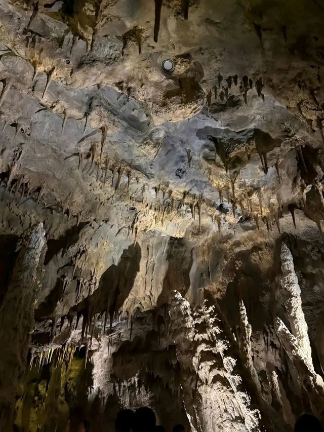 Rainforest Wild Asia – A Hidden Gem for Nature Enthusiasts