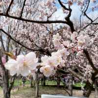 Sakura Blooming at Maruyama Park: A Springtime Delight