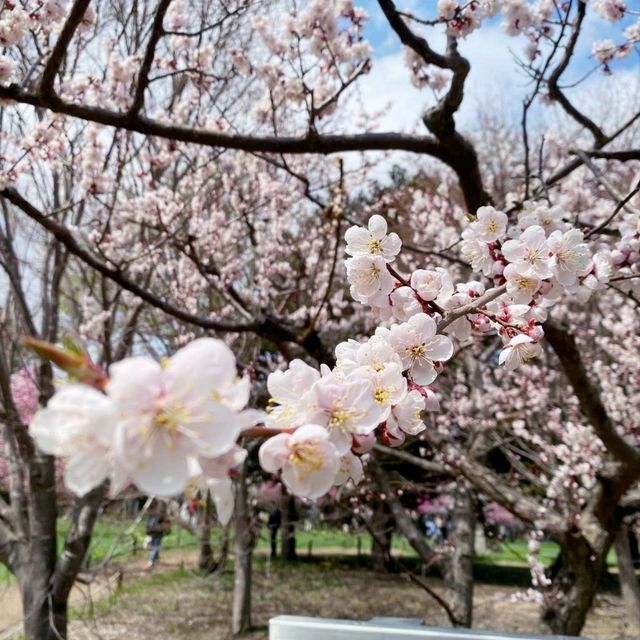 Sakura Blooming at Maruyama Park: A Springtime Delight