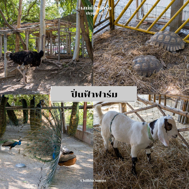 #แจกแพลนเที่ยว ปทุมธานีในหนึ่งวัน