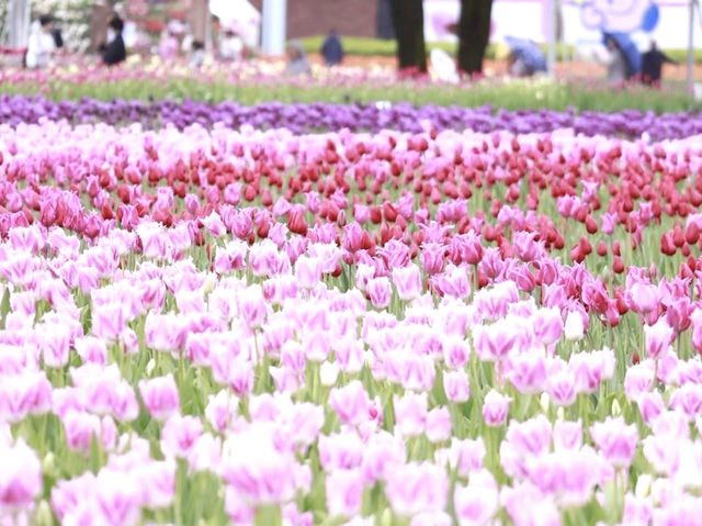 Tonami Tulip Park 