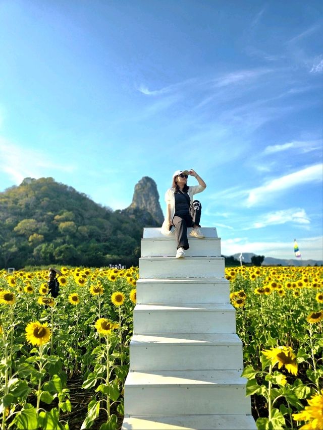 ทุ่งดอกทานตะวัน  ลพบุรี