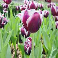 Tulip Fever in Full Bloom! 🇸🇬