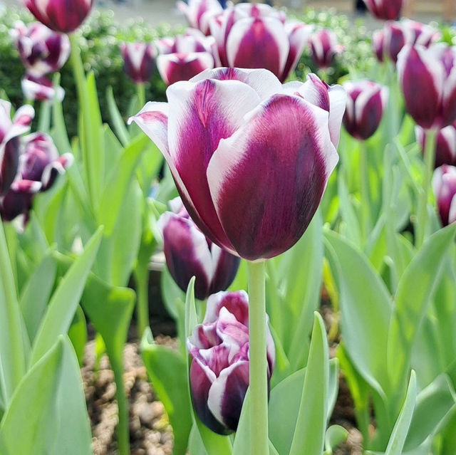 Tulip Fever in Full Bloom! 🇸🇬