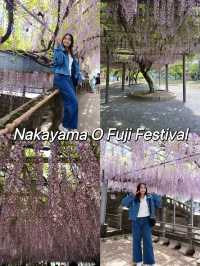 พาชมดอกวิสทีเรีย Nakayama Ofuji Festival