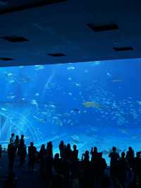 沖繩你不能不去的美麗海水族館🪼