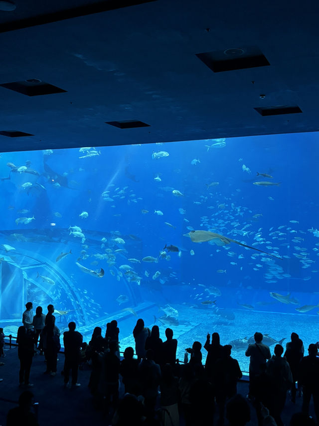 沖繩你不能不去的美麗海水族館🪼