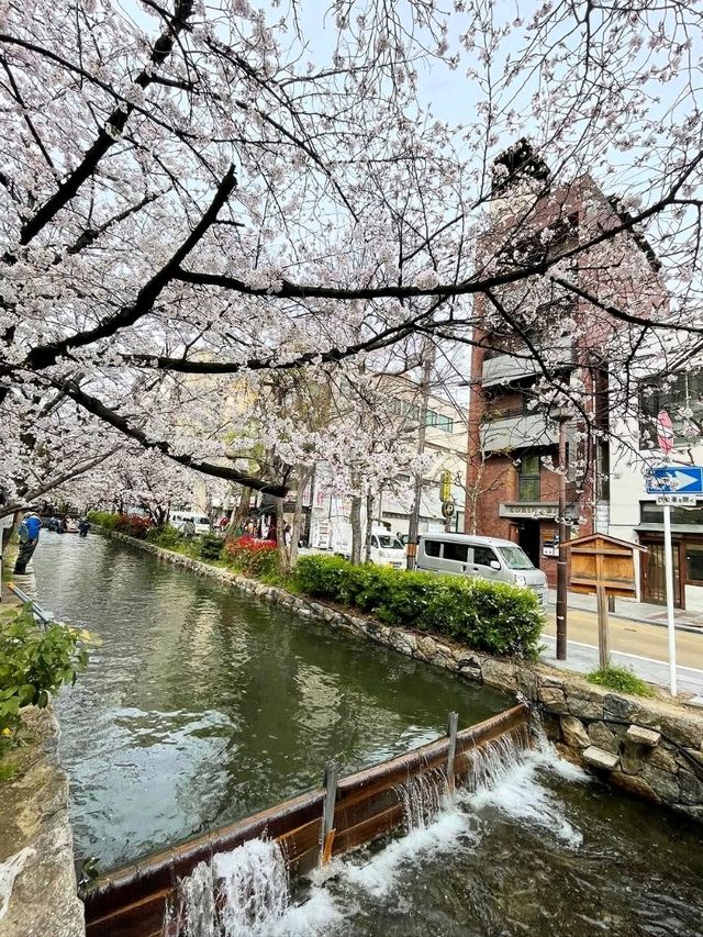 Chillin’ Under the Blossoms