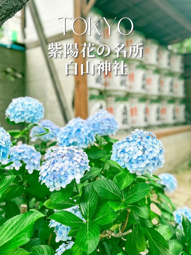 東京にある紫陽花の名所・白山神社