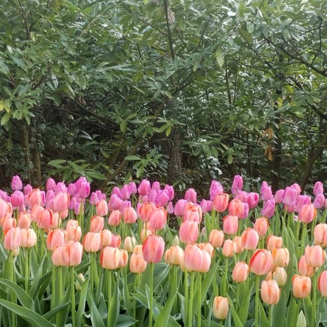 A Blooming Wonderland at Keukenhof Gardens 🌷