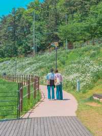 Discovering Daegu: A Perfect Blend of Tradition and Modernity