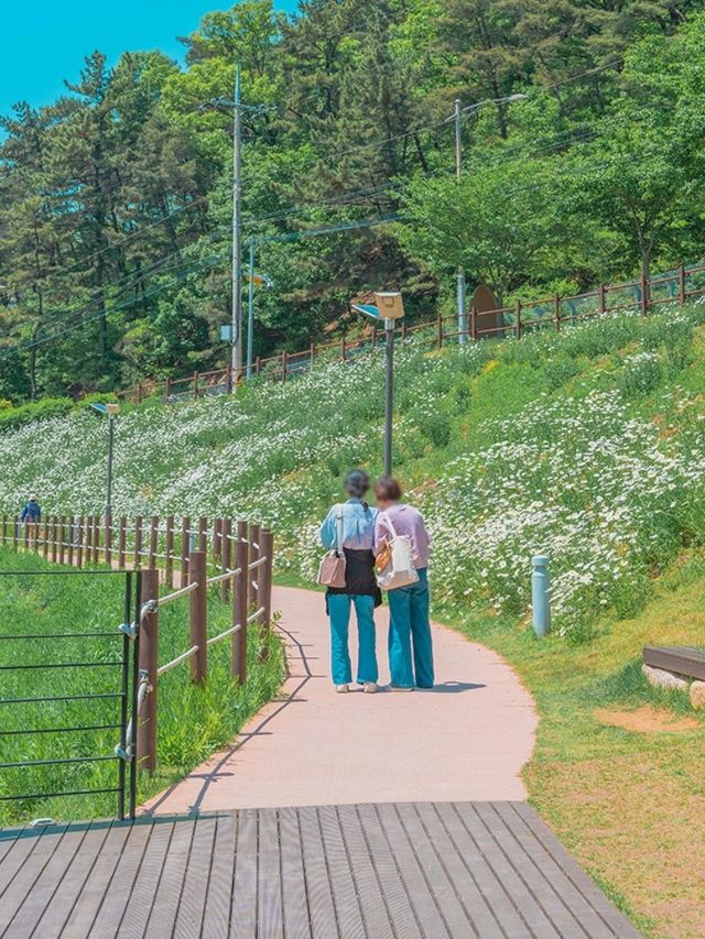 Discovering Daegu: A Perfect Blend of Tradition and Modernity