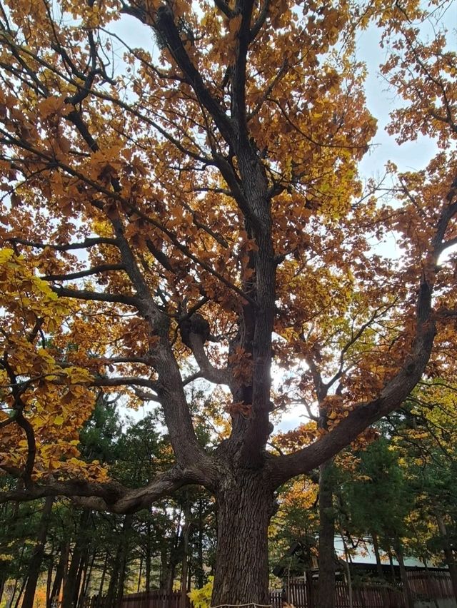 MARUYAMA PARK