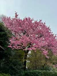 MARUYAMA PARK | KYOTO'S BELOVED CHERRY BLOSSOM GATHERING SPOT
