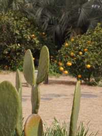 韓國濟州🍊｜海邊咖啡廳「Lucia」☕️隱身在沙漠中的綠洲🌵