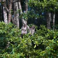 Cruisin’ the Kinabatangan River