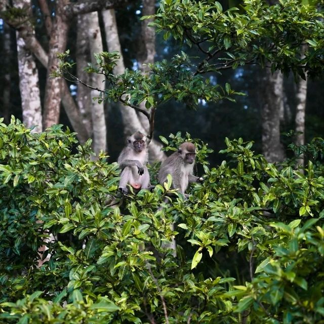 Cruisin’ the Kinabatangan River