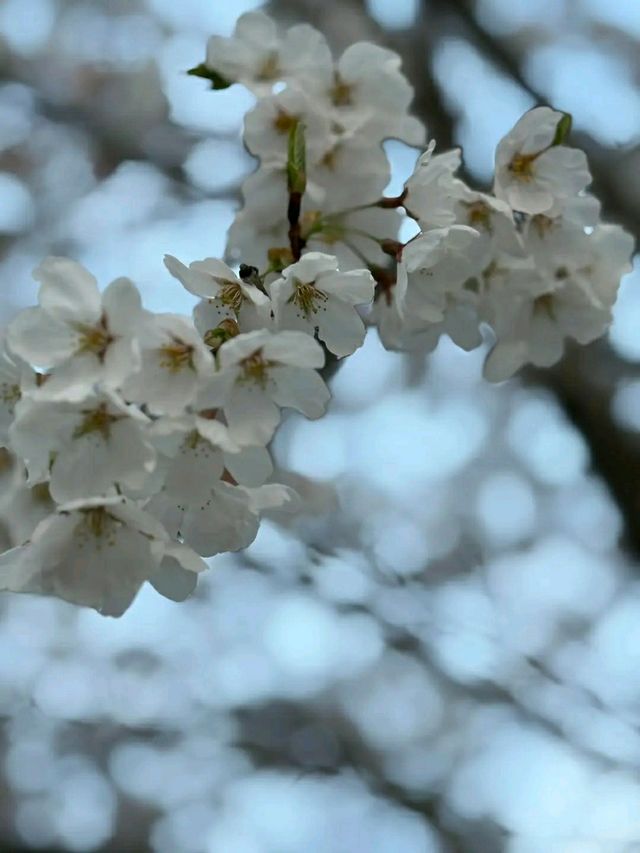 Gangneung in Bloom: A Coastal Cherry Blossom Retreat
