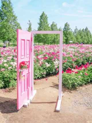 Walking Through a Sea of Flowers - Hapcheon Hadeul Ecological Park's Peony Field