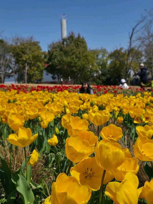 Tulips in Bloom @ Gucun Park