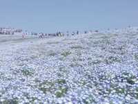 常陸海濱公園｜必訪藍色粉蝶花海夢幻仙境