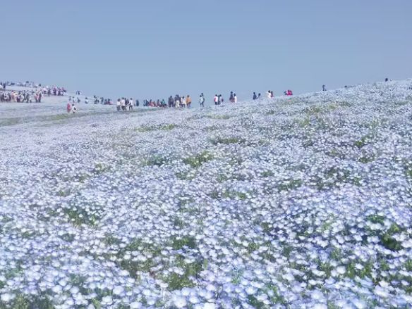 常陸海濱公園｜必訪藍色粉蝶花海夢幻仙境