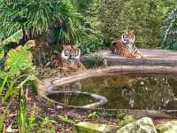 A Wild Day Out with the Kids: Taronga Zoo’s Best Views and Creatures