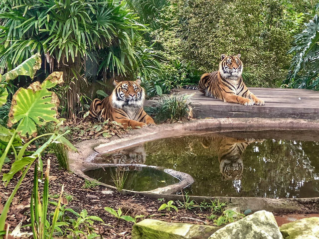 A Wild Day Out with the Kids: Taronga Zoo’s Best Views and Creatures