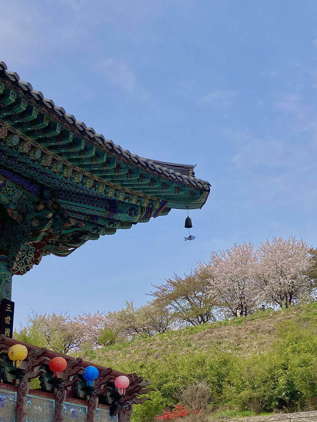천안 겹벚꽃 명소는 여기 🩷