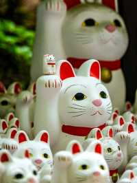 東京之旅·豪德寺⛩️🎏🐱
