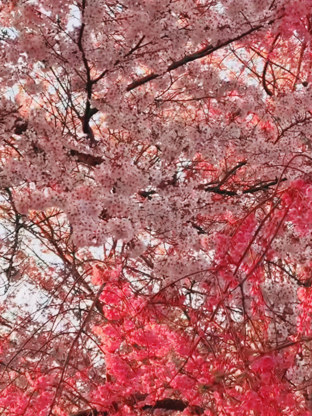Reflections of Spring at Ichifusa Dam Lake
