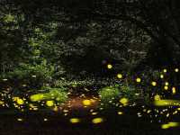 A special place to catch fireflies in Jeju