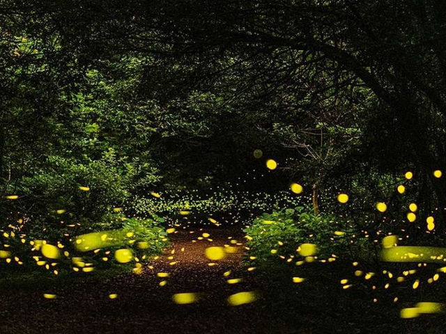 A special place to catch fireflies in Jeju