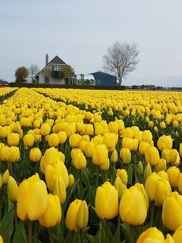 Tulips in Lisse: A Stunning Springtime Spectacle